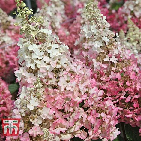 Hydrangea Paniculata 'Pinky Winky' 3 Hydrangea Paniculata 'Pinky Winky'