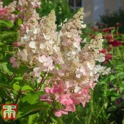 Hydrangea Paniculata 'Pinky Winky' 9 Hydrangea Paniculata 'Pinky Winky' -Plants Sales Store HYDR T58480 C1