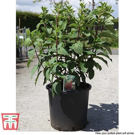 Hydrangea Paniculata 'Pinky Winky' 7 Hydrangea Paniculata 'Pinky Winky' - Image 5