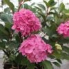 Hydrangea Macrophylla 'Endless Summer - Bloomstar' 1 Hydrangea Macrophylla 'Endless Summer - Bloomstar' -Plants Sales Store HYDR T62050 A h