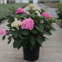 Hydrangea Macrophylla 'Endless Summer - Bloomstar' -Plants Sales Store HYDR T62050 B h
