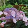 Hydrangea Aspera 'Hot Chocolate' 1 Hydrangea Aspera 'Hot Chocolate' -Plants Sales Store HYDR T62562 A1