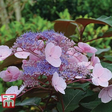Hydrangea Aspera 'Hot Chocolate' 3 Hydrangea Aspera 'Hot Chocolate'