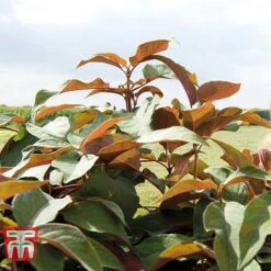 Hydrangea Aspera 'Hot Chocolate' 7 Hydrangea Aspera 'Hot Chocolate' -Plants Sales Store HYDR T62562 C