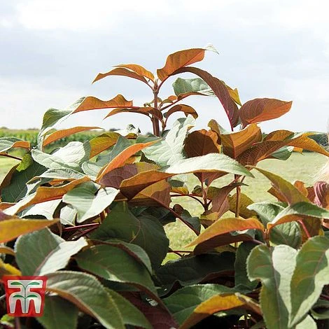 Hydrangea Aspera 'Hot Chocolate' 5 Hydrangea Aspera 'Hot Chocolate' - Image 3