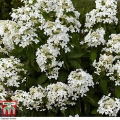 Hydrangea Paniculata 'Levana' -Plants Sales Store HYDR T63110 A