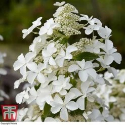Hydrangea Paniculata 'Levana' -Plants Sales Store HYDR T63110 B