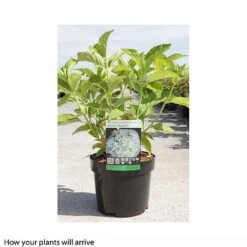 Hydrangea Macrophylla 'Mme E. Mouillere' -Plants Sales Store HYDR T66239 A h