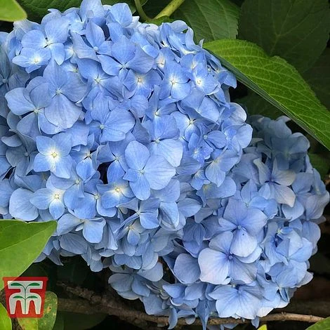 Hydrangea Macrophylla 'Nikko Blue' 2 Hydrangea Macrophylla 'Nikko Blue'