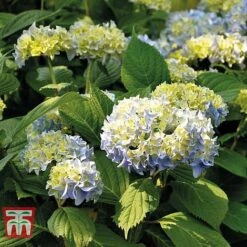 Hydrangea Macrophylla 'Nikko Blue' 7 Hydrangea Macrophylla 'Nikko Blue' -Plants Sales Store HYDR T66240 C