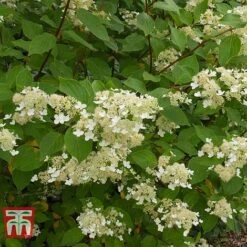 Hydrangea Paniculata 'Kyushu' 9 Hydrangea Paniculata 'Kyushu' -Plants Sales Store HYDR T66247 B