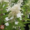 Hydrangea Paniculata 'Kyushu' 1 Hydrangea Paniculata 'Kyushu' -Plants Sales Store HYDR T66247 C
