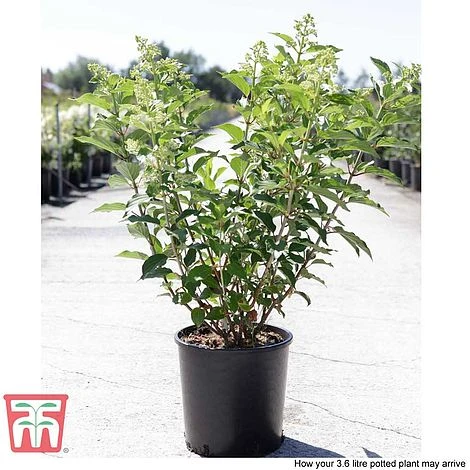 Hydrangea Paniculata 'Kyushu' 6 Hydrangea Paniculata 'Kyushu' - Image 4