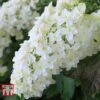 Hydrangea Quercifolia 'Snow Queen' 1 Hydrangea Quercifolia 'Snow Queen' -Plants Sales Store HYDR T66254 A