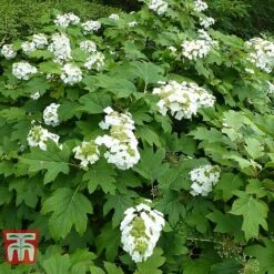 Hydrangea Quercifolia 'Snow Queen' 9 Hydrangea Quercifolia 'Snow Queen' -Plants Sales Store HYDR T66254 B