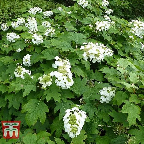 Hydrangea Quercifolia 'Snow Queen' 4 Hydrangea Quercifolia 'Snow Queen' - Image 2
