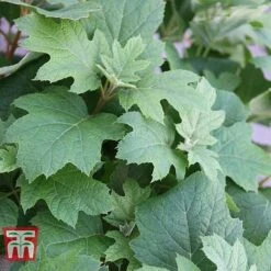 Hydrangea Quercifolia 'Snow Queen' 10 Hydrangea Quercifolia 'Snow Queen' -Plants Sales Store HYDR T66254 C