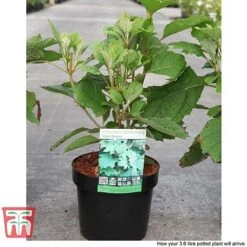 Hydrangea Quercifolia 'Snow Queen' 12 Hydrangea Quercifolia 'Snow Queen' -Plants Sales Store HYDR T66254 E