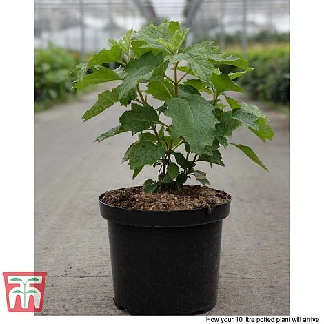 Hydrangea Quercifolia 'Snow Queen' 8 Hydrangea Quercifolia 'Snow Queen' - Image 6