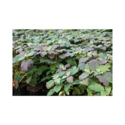 Hydrangea Quercifolia 'Snowflake' -Plants Sales Store HYDR T66255 A h