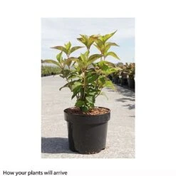 Hydrangea Serrata 'Avelroz' -Plants Sales Store HYDR T66256 A h