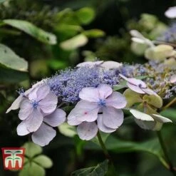 Hydrangea Serrata 'Bluebird' -Plants Sales Store HYDR T66257 F