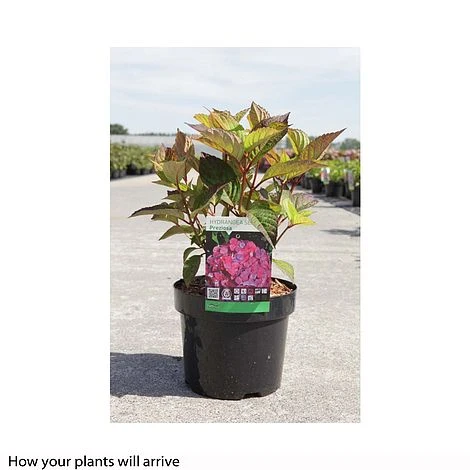 Hydrangea Serrata Preziosa' 4 Hydrangea Serrata Preziosa' - Image 2