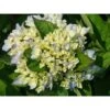 Hydrangea Macrophylla 'Ankong' 2 Hydrangea Macrophylla 'Ankong' -Plants Sales Store HYDR T67975 A h