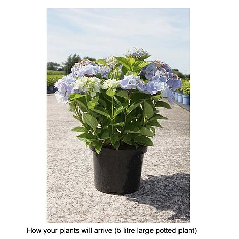 Hydrangea Macrophylla 'Ankong' 4 Hydrangea Macrophylla 'Ankong' - Image 2