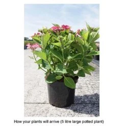 Hydrangea Macrophylla 'Kardinal' (Teller Red) -Plants Sales Store HYDR T67999 B h