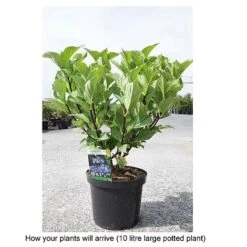 Hydrangea Macrophylla 'Zorro' 5 Hydrangea Macrophylla 'Zorro' -Plants Sales Store HYDR T68013 B h