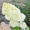 Hydrangea Paniculata 'Diamantino' 1 Hydrangea Paniculata 'Diamantino' -Plants Sales Store HYDR T68023 A h