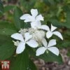Hydrangea Paniculata 'Great Star' -Plants Sales Store HYDR T68031 A