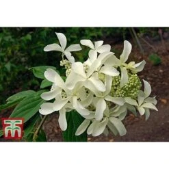 Hydrangea Paniculata 'Great Star' -Plants Sales Store HYDR T68031 B