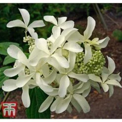 Hydrangea Paniculata 'Great Star' -Plants Sales Store HYDR T68031 C