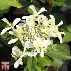 Hydrangea Paniculata 'Great Star' -Plants Sales Store HYDR T68031 E