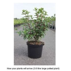 Hydrangea Paniculata 'Sundae Fraise' 9 Hydrangea Paniculata 'Sundae Fraise' -Plants Sales Store HYDR T68061 B h