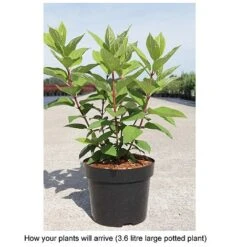 Hydrangea Paniculata 'Tickled Pink' 5 Hydrangea Paniculata 'Tickled Pink' -Plants Sales Store HYDR T68065 B h