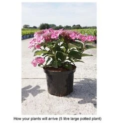 Hydrangea Serrata 'Cotton Candy' (Flair & Flavours) -Plants Sales Store HYDR T68073 B h