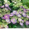 Hydrangea Serrata 'Blueberry Cheesecake' 2 Hydrangea Serrata 'Blueberry Cheesecake' -Plants Sales Store HYDR T71407 A h