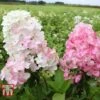 Hydrangea Paniculata 'Fraise Melba' 1 Hydrangea Paniculata 'Fraise Melba' -Plants Sales Store HYDR T74022 B