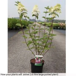 Hydrangea Paniculata 'Fraise Melba' -Plants Sales Store HYDR T74022 B h