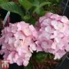 Hydrangea Macrophylla 'Belle Seduction' 1 Hydrangea Macrophylla 'Belle Seduction' -Plants Sales Store HYDR T81825 A