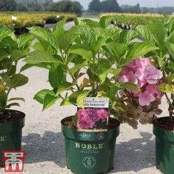 Hydrangea Macrophylla 'Belle Seduction' 6 Hydrangea Macrophylla 'Belle Seduction' -Plants Sales Store HYDR T81825 B