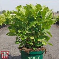 Hydrangea Macrophylla 'Belle Seduction' 7 Hydrangea Macrophylla 'Belle Seduction' -Plants Sales Store HYDR T81825 C