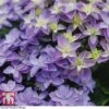 Hydrangea 'Double Dutch Alkmaar' -Plants Sales Store HYDR TKA1038 A