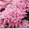 Hydrangea 'Double Dutch Edam' -Plants Sales Store HYDR TKA1039 A