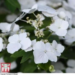 Hydrangea 'Runaway Bride' 34 Hydrangea 'Runaway Bride' -Plants Sales Store HYDR TKA104 C