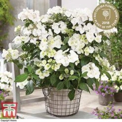 Hydrangea 'Runaway Bride' 23 Hydrangea 'Runaway Bride' -Plants Sales Store HYDR TKA1041 A3