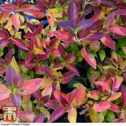 Hydrangea 'Runaway Bride' 26 Hydrangea 'Runaway Bride' -Plants Sales Store HYDR TKA1041 AA1